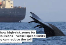 A blue whale swims close to a large vessel near the Port of Colombo, Sri Lanka. Asha de Vos, CC BY-ND